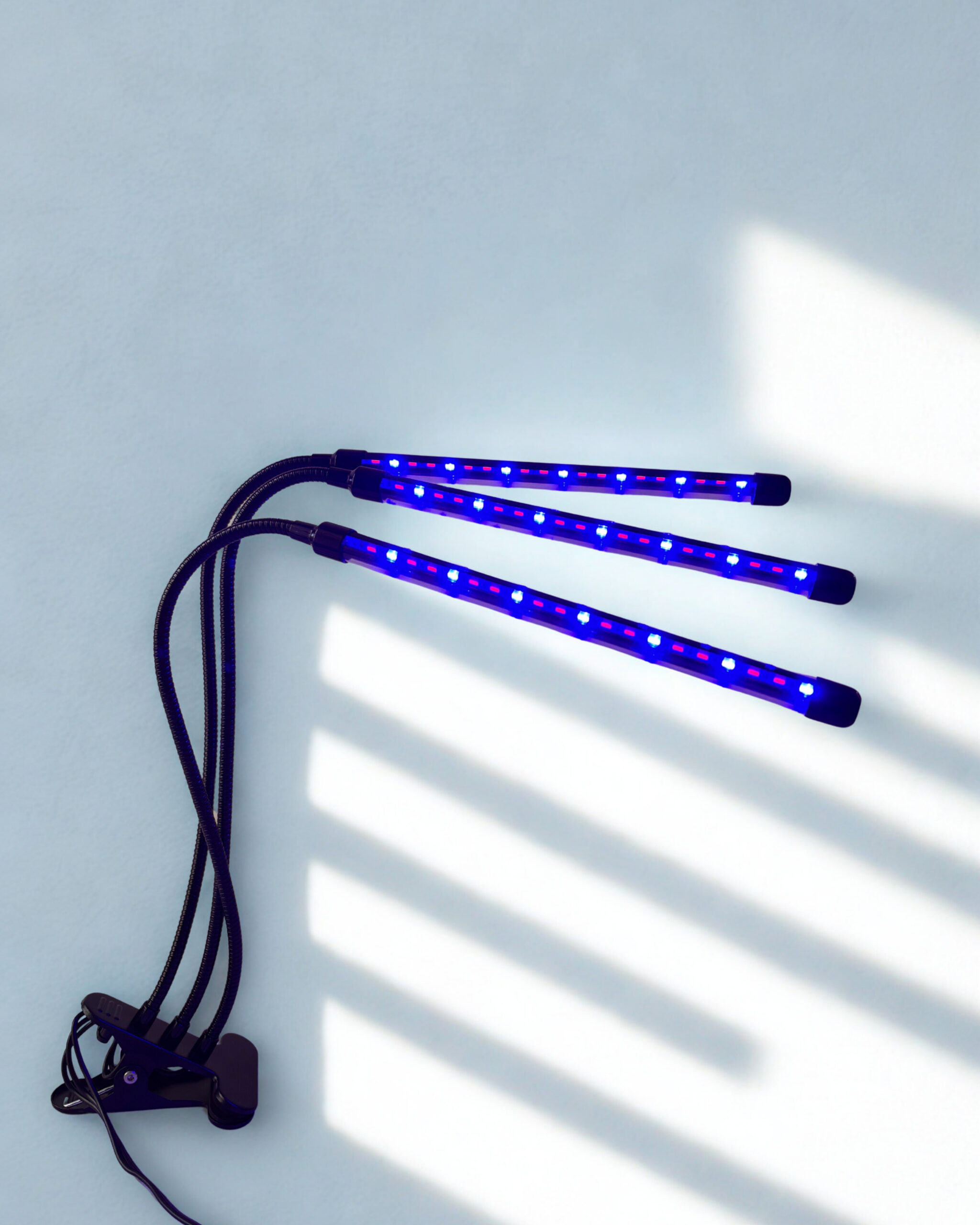 Auginimo lempa 3 galvų