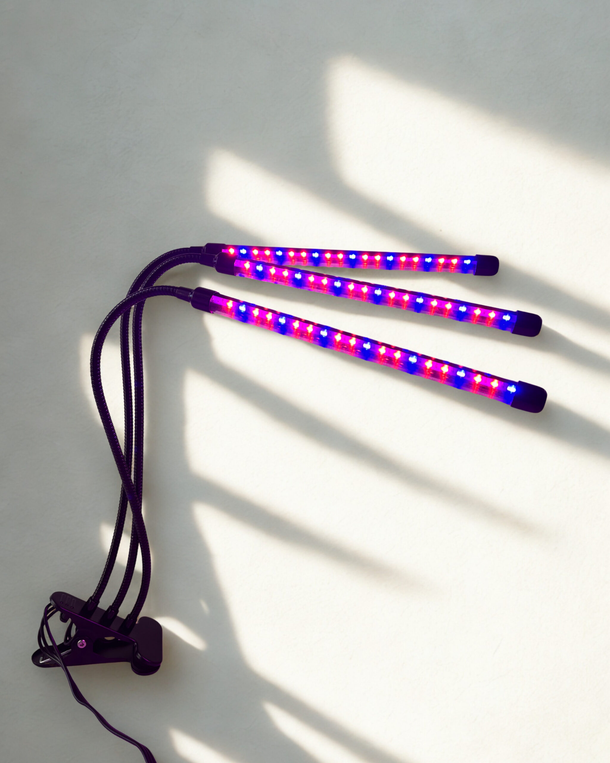 Auginimo lempa 3 galvų